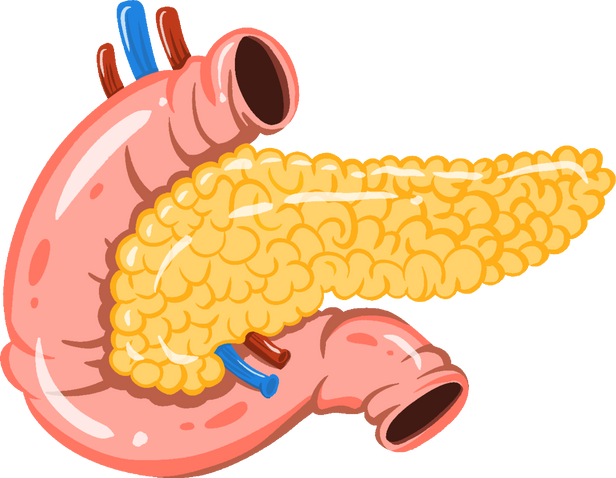 Illustration Human Body Organs - Pancreas